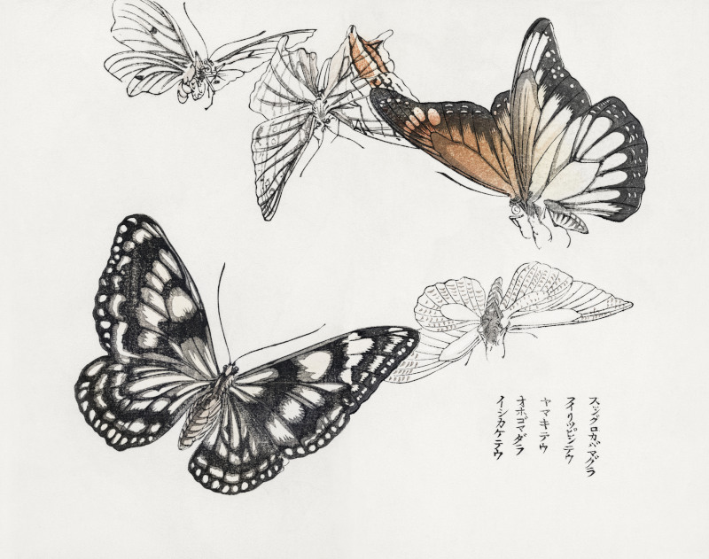 Butterflies Illustration (1910) by Morimoto Toko
